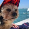 Pet-friendly yacht charters