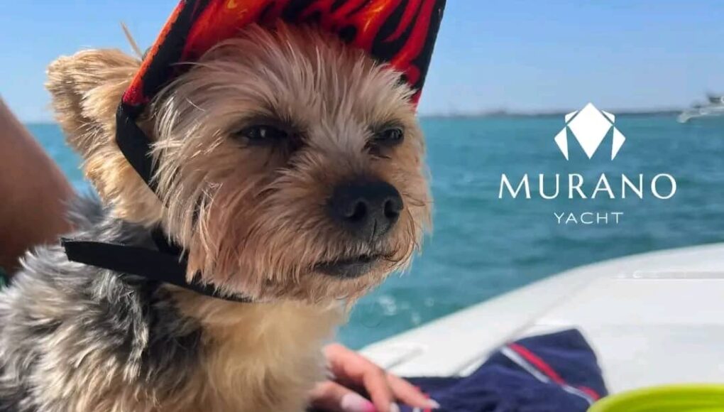 Pet-friendly yacht charters